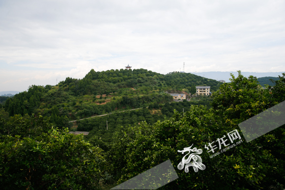 忠县柑橘产业与奉节柑橘,小柑橘扶贫产业