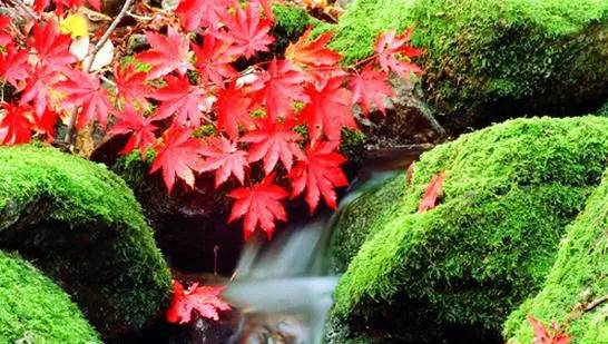 沈阳最美赏枫地最新开放,沈阳附近赏枫