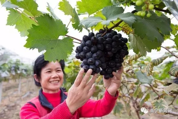 农业嘉年华游玩攻略,休闲农业与乡村游玩