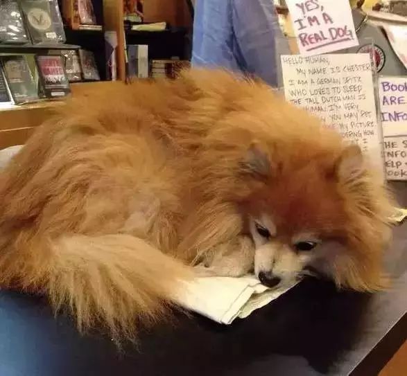 狗狗当销售部老总,狗当老板的店视频