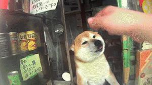 狗狗当老板有模有样,狗狗开店当老板