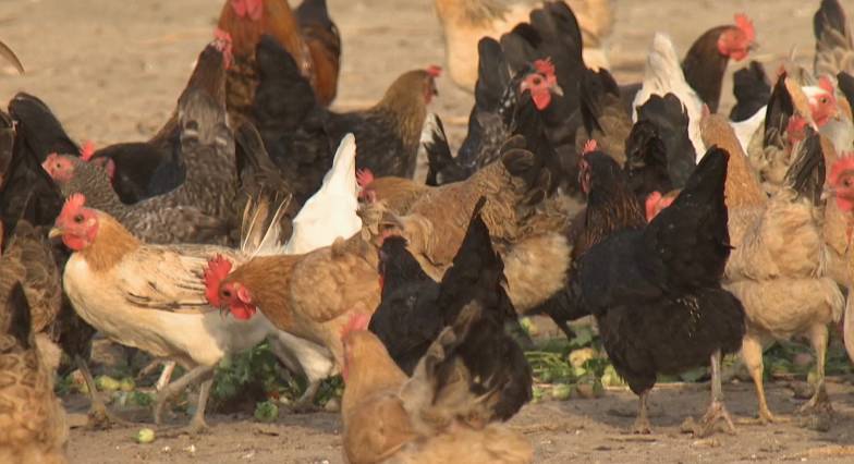 鳄鱼帮鸡、泥鳅帮黄鳝、鸡帮人,兔子帮火龙果,这些忙……帮得还好吗?