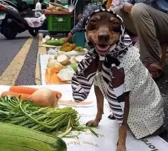 狗狗当老板有模有样,狗狗开店当老板