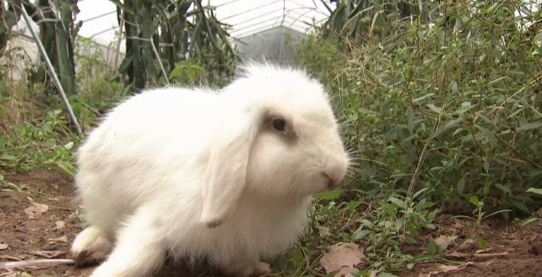 鳄鱼帮鸡、泥鳅帮黄鳝、鸡帮人,兔子帮火龙果,这些忙……帮得还好吗?
