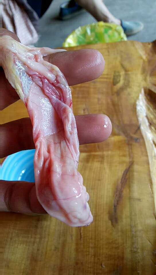 杀鸡发现鸡宝好吗,杀鸡发现鸡宝怎么办