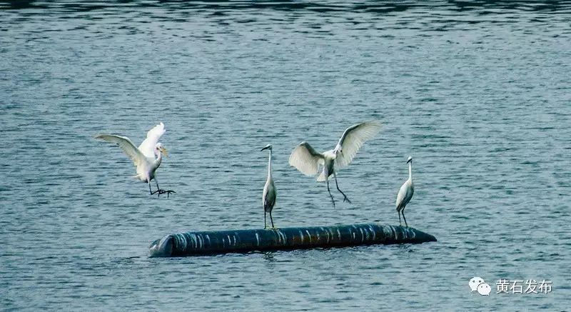 「城事」看过来！从幼儿园到大学，黄石有一大波福利发放