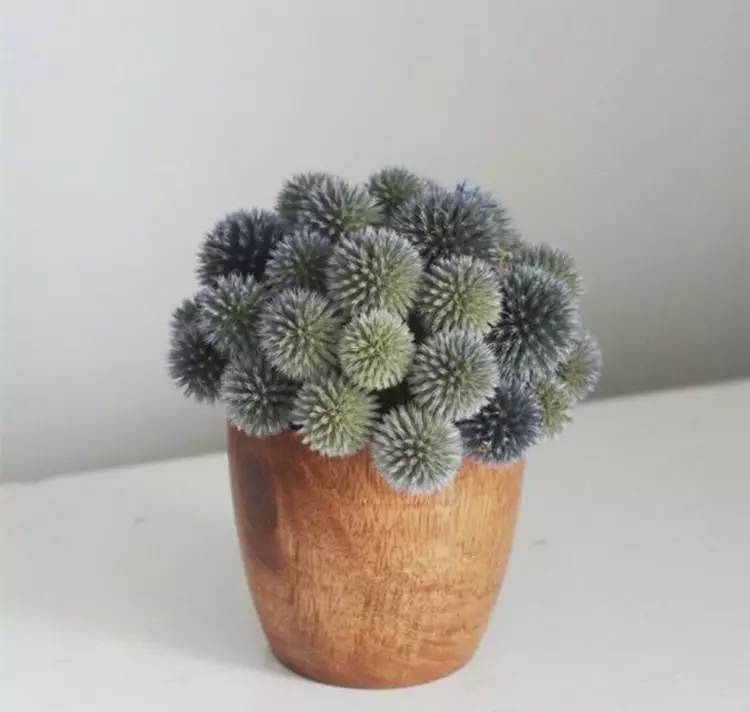 为什么韩国的多肉出名,韩国多肉为什么那么美