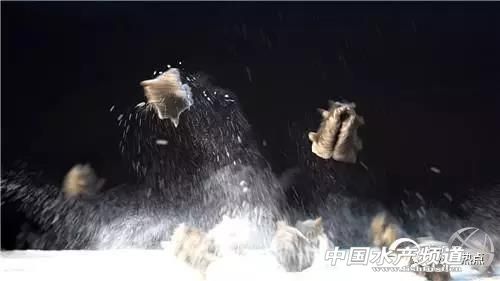 连海都没有见过的人，却靠海参发家致富！