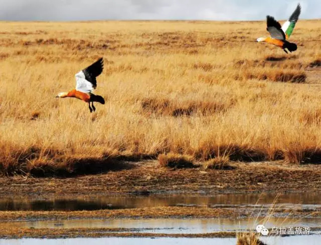 乌拉盖又叫什么,乌拉盖全称