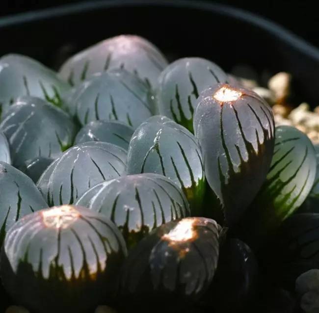 为什么韩国的多肉出名,韩国多肉为什么那么美