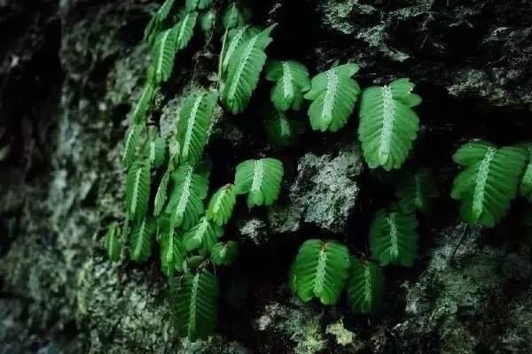 广西的地质奇观,广西喀斯特山里的奇观