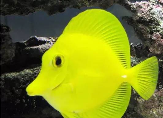 新手打理鱼缸,帮忙修理好鱼缸游戏