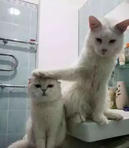 让人受不了的抓头神器,摸头神器