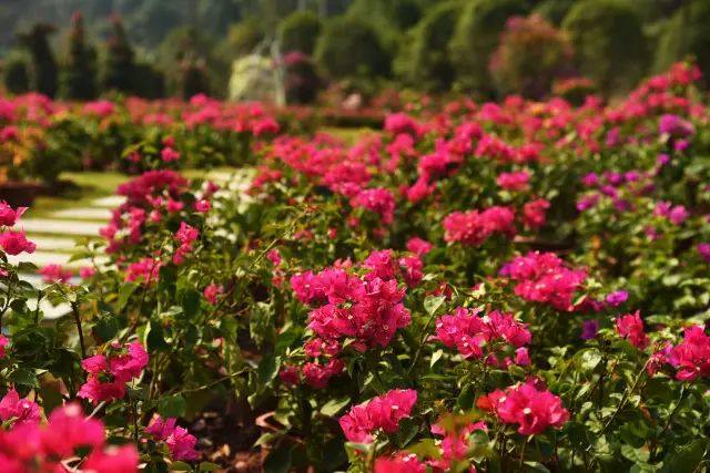推荐丨你错过的繁花，在这个初秋黄姚花海全还给你！