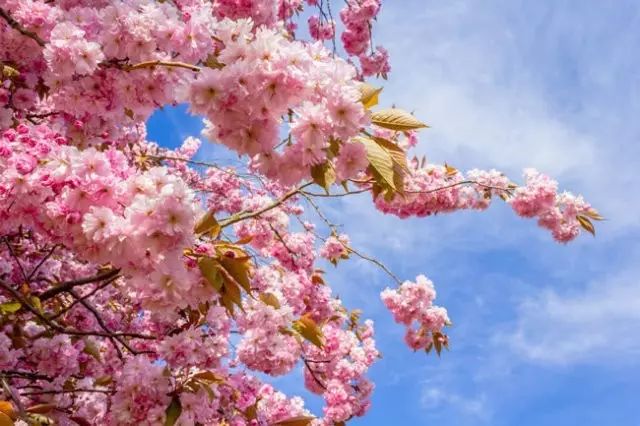 美肤植物,植物百科仿生植物