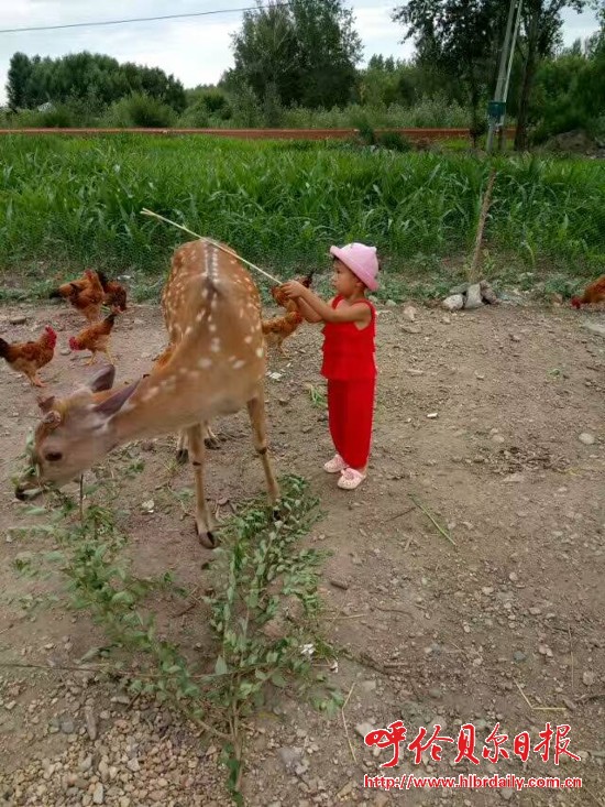 阿荣旗养鹿场,崔志国巴彦