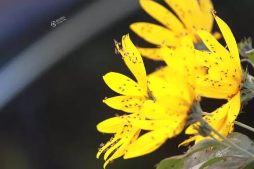 哈市“小咬”突然没了是被花大姐吃了？园林植保专家赵绥林：自然死亡+降温刮风