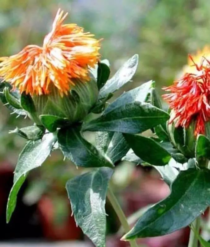 每日记一味中药,红花怎么用能通经活血