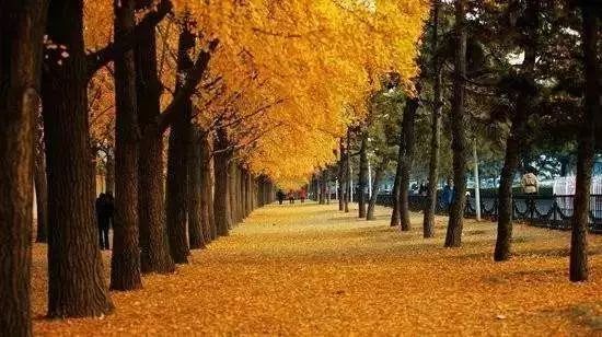 郁达夫故都的秋朗诵,郁达夫故都的秋课件