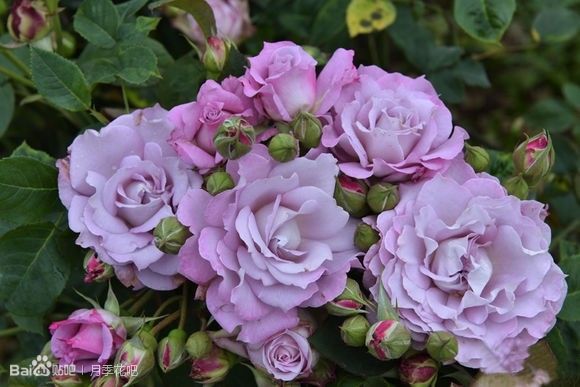 蓝紫色的爬藤月季有哪些品种,天狼蓝紫色月季哪款最优秀
