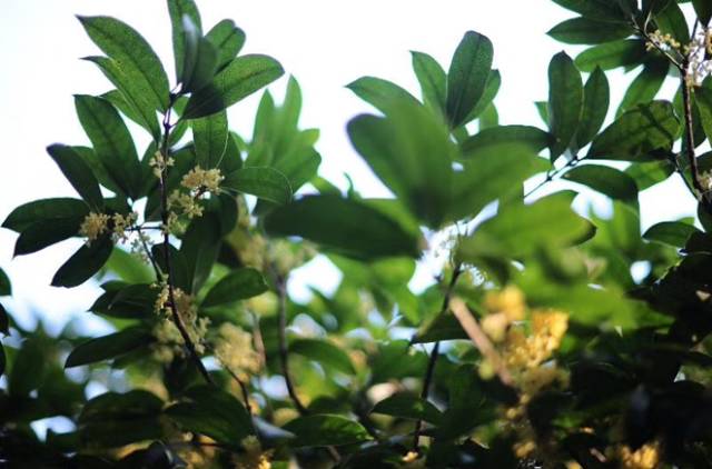 余杭10月份最美小众景点,余杭必去十大景点推荐