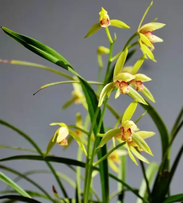 美肤植物,植物百科仿生植物