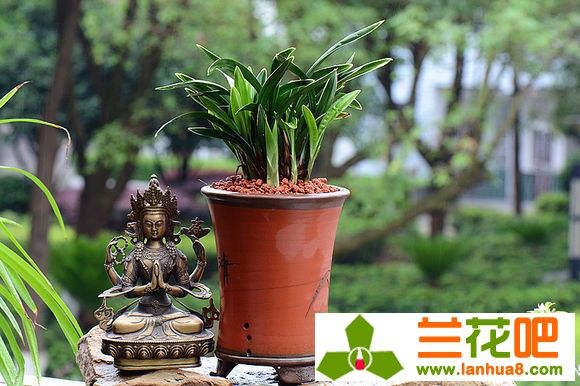 兰花要追求和谐统一