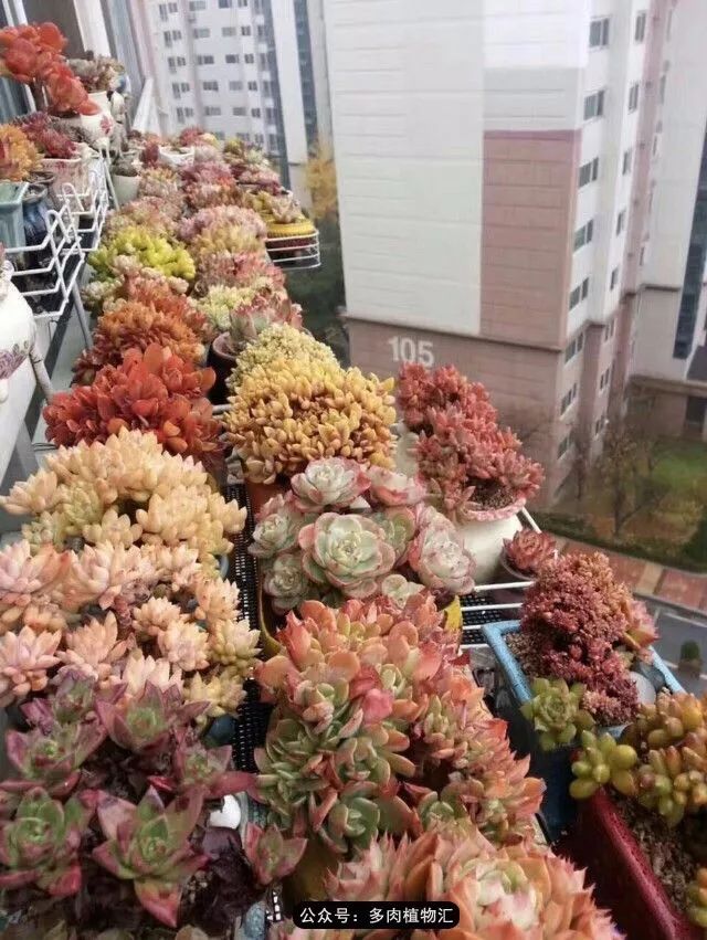 只有见过韩国肉友的阳台，才知道什么叫做物尽其用！