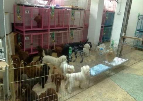 狗在寄养基地会被咬死吗,狗狗寄养宠物店被饿死