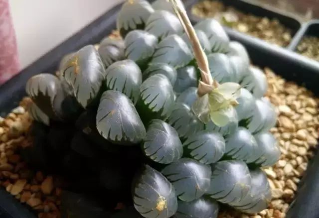 玩花剑的正确方法,花剑教程大全