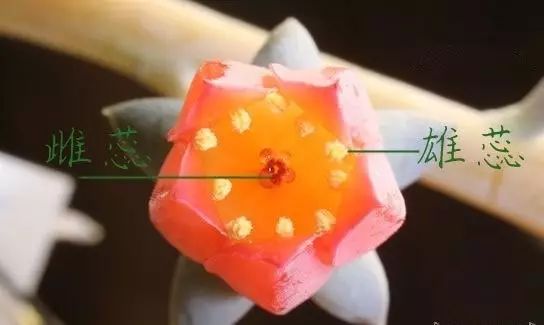 玩花剑的正确方法,花剑教程大全