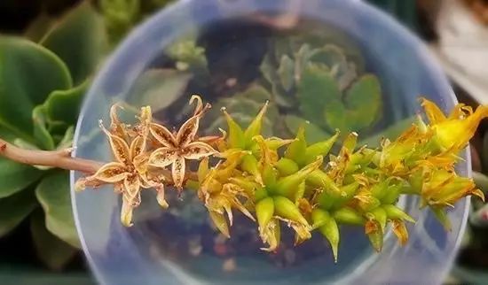 玩花剑的正确方法,花剑教程大全