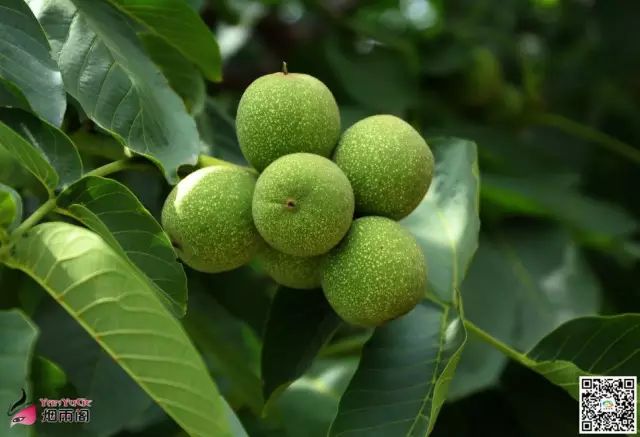 天水市委常委、副市长李晓东:我家门前清水流,漫山遍野鲜核桃!