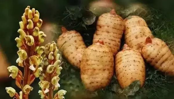 毕节天麻图片,中国大方天麻之乡介绍