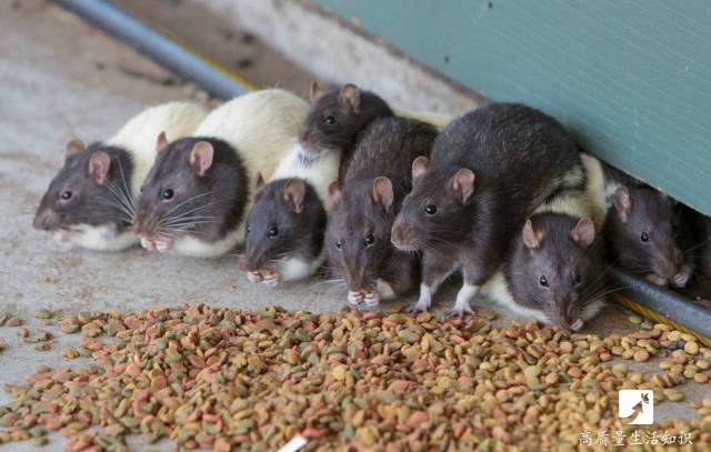 家里有老鼠怎么办快速灭鼠的方法,自制灭老鼠最有效又简单的方法