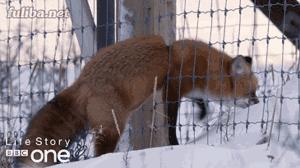 囧吐槽：社会我哈哥，狗怂话还多