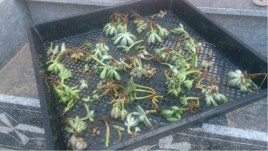 经历了天灾*祸人**的多肉，居然能靠这招拯救？