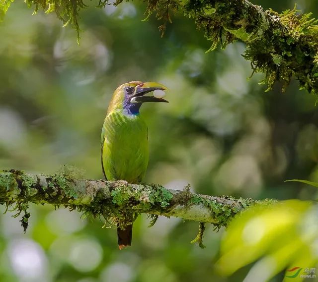 巨嘴鸟的嘴巴有什么用,巨嘴鸟为什么嘴这么大