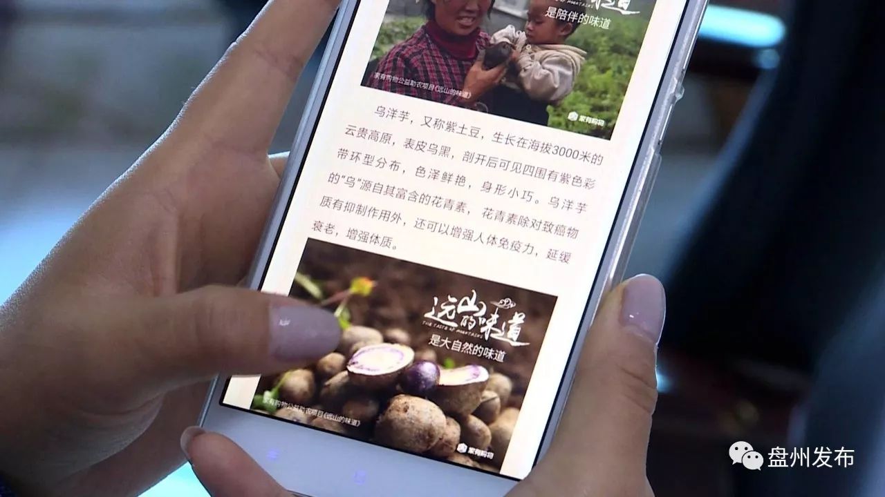 盘州四格的乌洋芋多少钱一斤 (盘州老品种黄心洋芋批发)