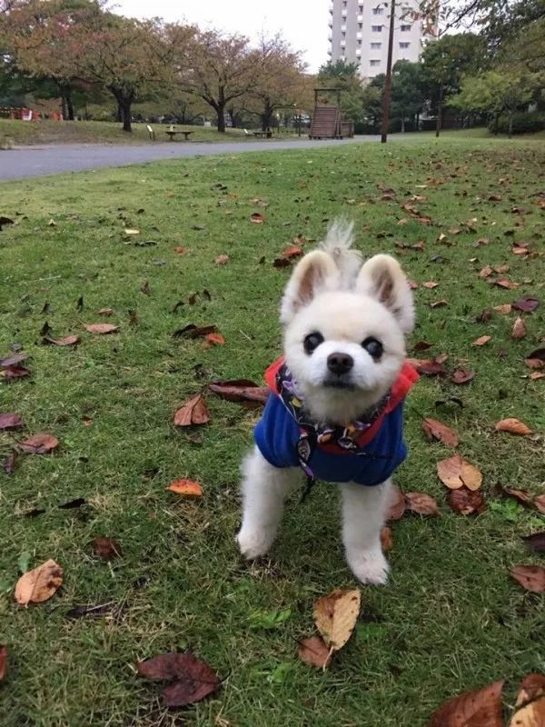 俊介犬舍推荐,俊介犬猫