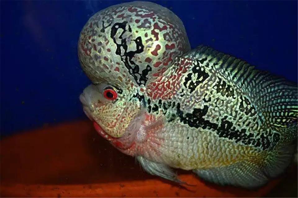 蹭缸能自愈吗,鱼蹭缸子是什么病