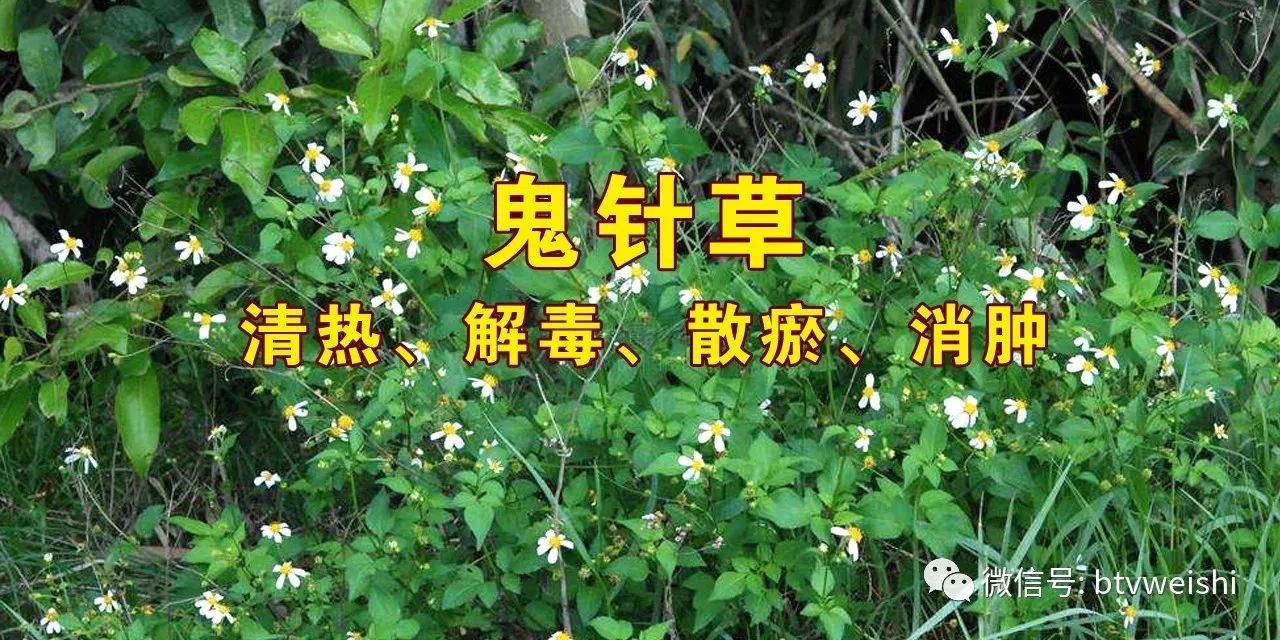 养生堂北京卫视一针降血压,养生堂关于降压的视频