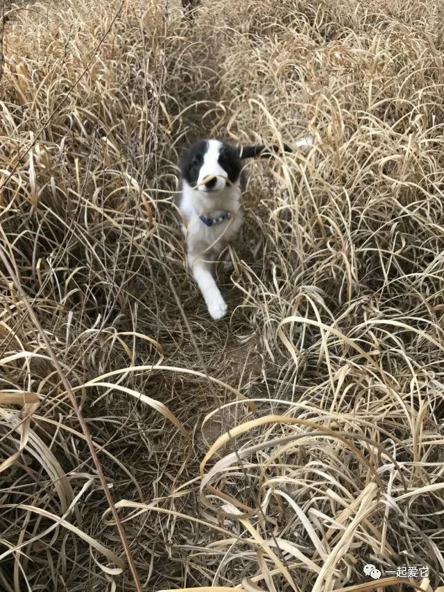 瀹犵埍鏁呬簨,瀹犵埍鏁呬簨灏忚鏍″洯