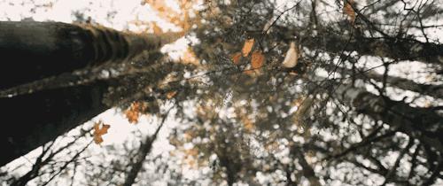 「夜读」“北平之秋便是人间天堂！”秋天的北京美成这样，难怪老舍如此盛赞……（有声朗读）