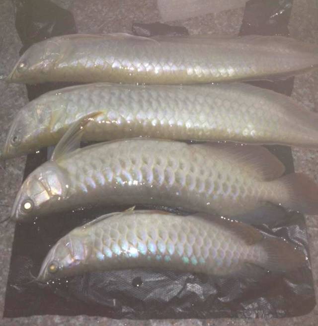 龙鱼的疾病和处理方法,龙鱼养的好好的怎么就突然暴毙了