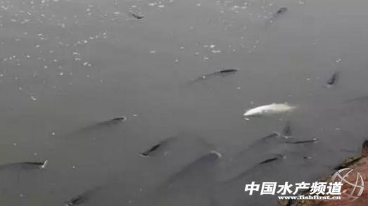 水产高锰酸钾怎么解毒,水产养殖钾高怎么处理