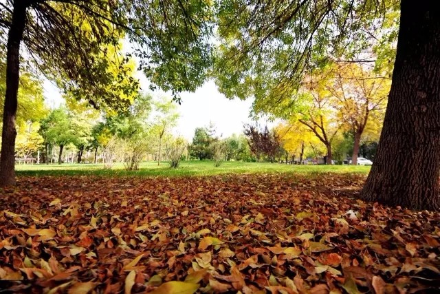 又是一年辅修季，嘘，天财学子已沉迷学习，请勿打搅