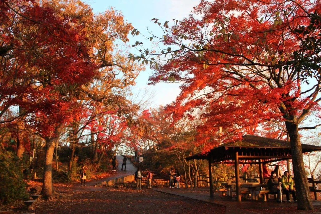 最高级的红色是什么,最高级最不过时的红色是哪一种
