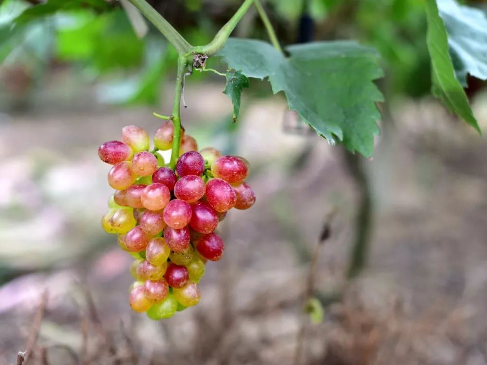 十月采摘水果,红提采摘节