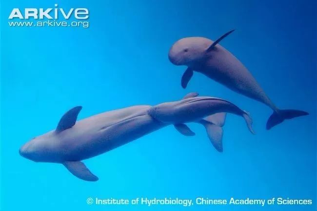 古人画的小动物,绿水青山里面的动物